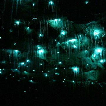 Waitomo Glow Worm Caves 3  