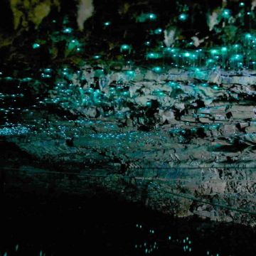 Waitomo Glow Worm Caves 4