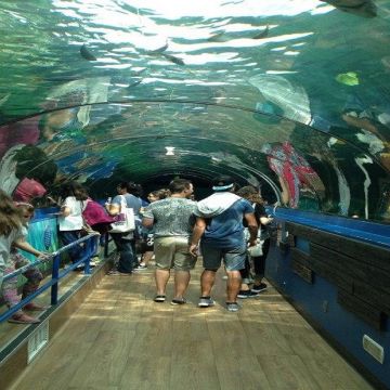 Sydney Seal Life Aquarium 2