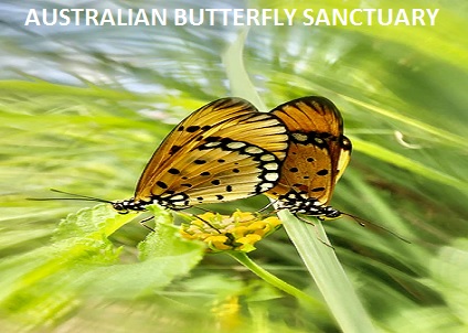 Australian Butterfly Sanctuary