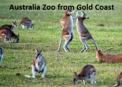 Australia Zoo from Gold Coast