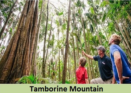 Mountain Tamborine Tour