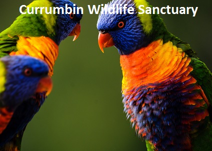 Currumbin Wildlife Sanctuary