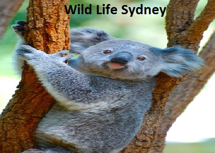 WILD LIFE  Sydney