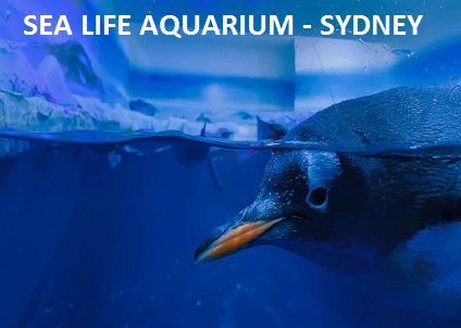 Sea Life Aquarium - Sydney