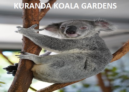 Kuranda Koala Gardens 