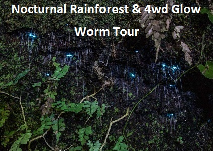 Nocturnal Glow Worm 