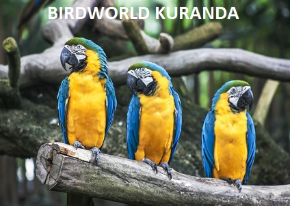 Birdworld Kuranda
